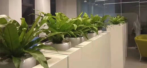 瓶中景觀(guān)受大家歡迎